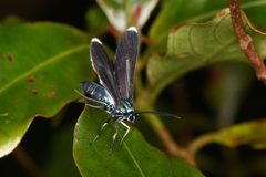 Uranophora leucotelus 177800536 by Chloe and Trevor Van Loon. Used under a CC BY 4.0 license.