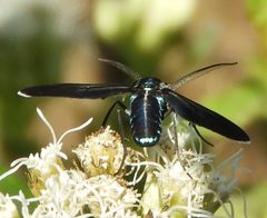 Uranophora leucotelus 248001296 by Francisco Farriols Sarabia. Used under a CC BY 4.0 license.