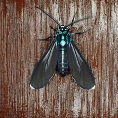 Uranophora leucotelus 320928602 by Kozue Kawakami. Used under a CC BY-SA 4.0 license.