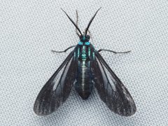 Uranophora leucotelus 345116977 by Zygy. Used under a CC0 license.