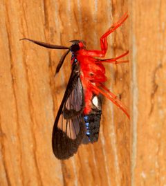 Cosmosoma myrodora 243358776 by Laura Gaudette. Used under a CC BY 4.0 license.