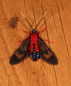 Cosmosoma myrodora 280864021 by Laura Gaudette. Used under a CC BY 4.0 license.