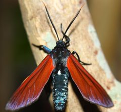 Empyreuma affinis Imago by Empyreuma_affinis_Imago.jpg: Shaina Noggle of GothMoths
derivative work: B kimmel. Used under a CC BY-SA 3.0 license.