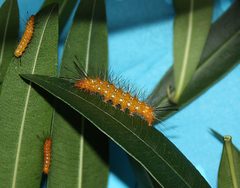 Empyreuma affinis Larvae by Shaina Noggle of GothMoths. Used under a CC BY-SA 3.0 license.