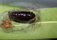 Empyreuma affinis Pupa by Shaina Noggle of GothMoths. Used under a CC BY-SA 3.0 license.