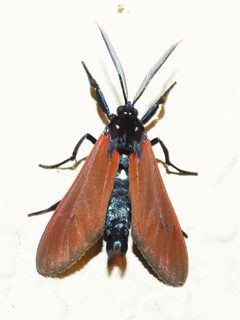 Empyreuma pugione 343012016 by geosesarma. Used under a CC BY 4.0 license.