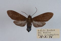 Episcepsis inornata by Eric H. Metzler collection, Canadian National Collection of Insects, Arachnids and Nematodes. Used under a CC BY-SA 3.0 license.