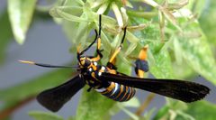 Horama panthalon by Clinton &amp; Charles Robertson from Del Rio, Texas &amp; College Station, TX, USA. Used under a CC BY 2.0 license.