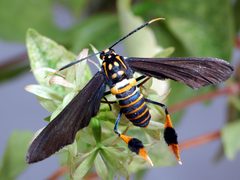 Horama panthalon - dorsal view by Clinton &amp; Charles Robertson from Del Rio, Texas &amp; College Station, TX, USA. Used under a CC BY 2.0 license.