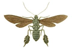 Illustrations of Exotic Entomology Aglaope Plumipes by Plates: Dru Drury (1725–1803). Text: John Obadiah Westwood (1805–1893). Used under a Public domain license.
