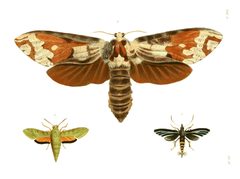 Illustrations of Exotic Entomology III 02 by Plates: Dru Drury (1725–1803). Text: John Obadiah Westwood (1805–1893). Used under a Public domain license.