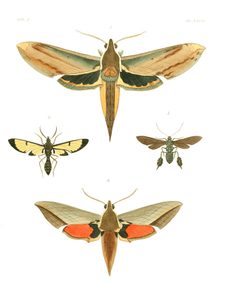 Illustrations of Exotic Entomology II 27 by Plates: Dru Drury (1725–1803). Text: John Obadiah Westwood (1805–1893). Used under a Public domain license.