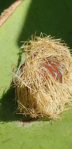 Lymire edwardsii2 by Luiz Puodzius. Used under a CC0 license.