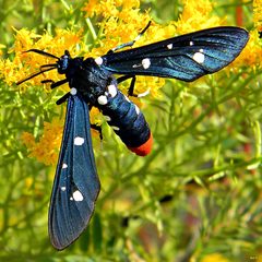 Polka-Dot Wasp Moth - Syntomeida epilais by Bob Peterson from North Palm Beach, Florida, Planet Earth!. Used under a CC BY 2.0 license.