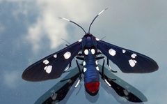Syntomeida epilais - Polka-Dot Wasp Moth by Eric Aguirre Danchot. Used under a CC BY-SA 4.0 license.