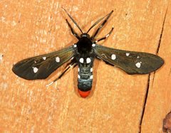 Syntomeida epilais 336419139 by Laura Gaudette. Used under a CC BY 4.0 license.