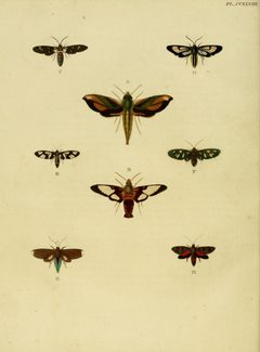 CramerAndStoll-uitlandsche kapellen vol. 3- pl 248 by Pieter Cramer (1721 - 1776) and Caspar Stoll (between  1725 and 1730 - 1791). Used under a Public domain license.