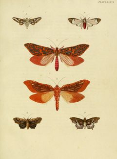CramerAndStoll-uitlandsche kapellen vol. 3- pl 286 by Pieter Cramer (1721 - 1776) and Caspar Stoll (between  1725 and 1730 - 1791). Used under a Public domain license.