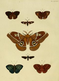 CramerAndStoll-uitlandsche kapellen vol. 4- pl 325 by Pieter Cramer (1721 - 1776) and Caspar Stoll (between  1725 and 1730 - 1791). Used under a Public domain license.