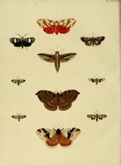 CramerAndStoll-uitlandsche kapellen vol. 4- pl 367 by Pieter Cramer (1721 - 1776) and Caspar Stoll (between  1725 and 1730 - 1791). Used under a Public domain license.