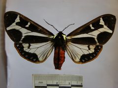 Dysschema thetis 2 by Benoit Vincent, Research Institution of Benoit Vincent. Used under a Public domain license.
