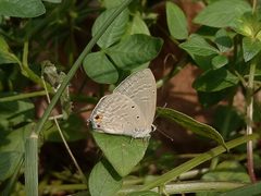 Forget me not at Manathana by Vinayaraj. Used under a CC BY-SA 3.0 license.