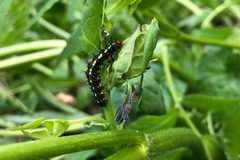 Gnophaela-vermiculata-caterpillar by Ben Cody. Used under a CC BY-SA 4.0 license.