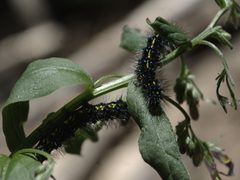 Gnophaela larvae1 by JerryFriedman. Used under a CC BY-SA 3.0 license.