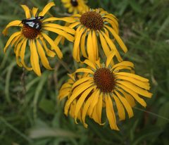 Hymenoxys hoopesii flora1 by JerryFriedman. Used under a CC BY-SA 3.0 license.