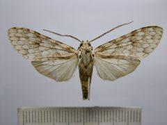 Carales arizonensis by Benoit Vincent, Research Collection of Benoit Vincent. Used under a Public domain license.