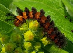 Cycnia collaris by aarongunnar. Used under a CC BY 4.0 license.