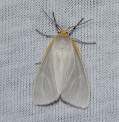 Cycnia collaris 002 by Chrissy McClarren and Andy Reago. Used under a CC0 license.