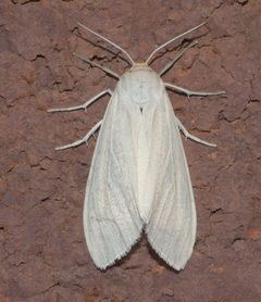 Cycnia oregonensis P1180780a by
xpda. Used under a CC BY-SA 4.0 license.