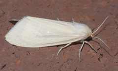 Cycnia oregonensis P1180781a by 
xpda. Used under a CC BY-SA 4.0 license.