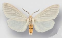 Cycnia oregonensis oregonensis male by Crabo LG, Davis M, Hammond P, Mustelin T, Shepard J. Used under a CC BY 3.0 license.