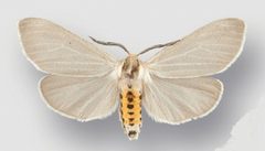 Cycnia oregonensis tristis male by Crabo LG, Davis M, Hammond P, Mustelin T, Shepard J. Used under a CC BY 3.0 license.