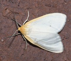 Cycnia tenera P1250372a by 
xpda. Used under a CC BY-SA 4.0 license.