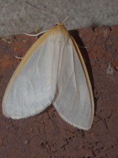 Cycnia tenera P1330054a by 
xpda. Used under a CC BY-SA 4.0 license.