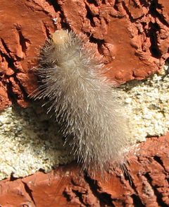 Cycnia tenera larva by Jacy Lucier. Used under a CC BY-SA 4.0 license.