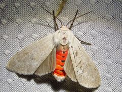 Euchaetes bolteri by Annika Lindqvist. Used under a CC BY 4.0 license.