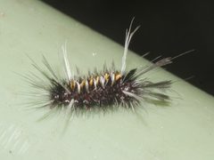 Euchaetes bolteri larva by Juan Cruzado Cortés. Used under a CC BY-SA 4.0 license.