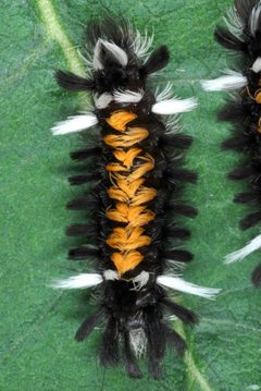 Euchaetes egle4 by DouglasGoldman. Used under a CC BY-SA 4.0 license.