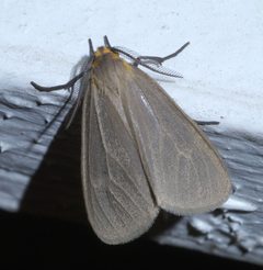 Euchaetes egle P1540165a by 
xpda. Used under a CC BY-SA 4.0 license.