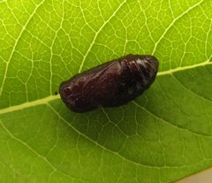 Euchaetes egle pupa by Beatriz Moisset. Used under a CC BY-SA 4.0 license.