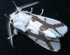Euerythra phasma P1410714a by 
xpda. Used under a CC BY-SA 4.0 license.