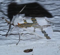 Euerythra phasma P1630292a by 
xpda. Used under a CC BY-SA 4.0 license.