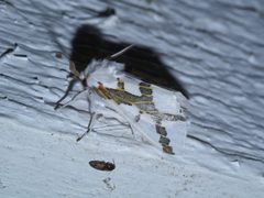 Euerythra phasma P1630295a by 
xpda. Used under a CC BY-SA 4.0 license.