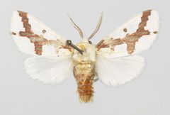 Euerythra phasma YPM ENT 815396 by Fitzpatick, B.. Used under a CC0 license.