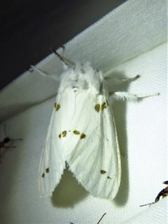 Euerythra trimaculata by Annika Lindqvist. Used under a CC BY 4.0 license.