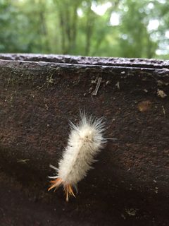 Sycamore Tussock Moth Durham NC by NCBioTeacher. Used under a CC0 license.